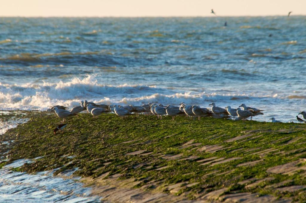 Hotel De Golf Bredene Luaran gambar