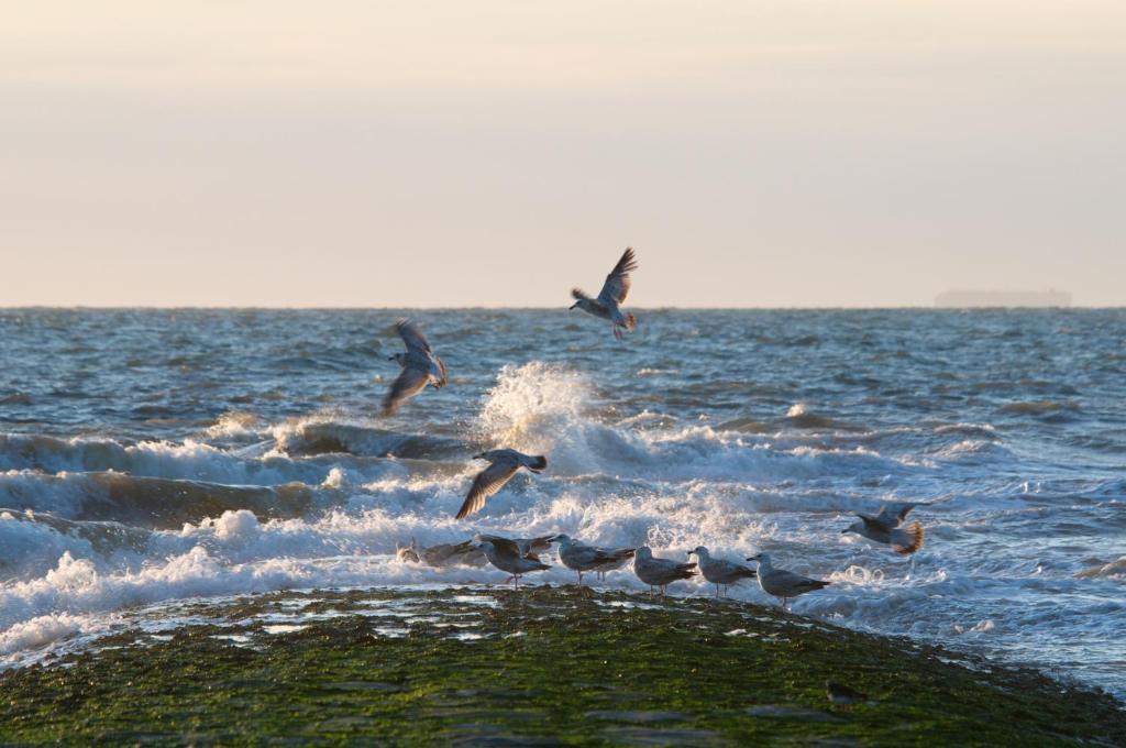 Hotel De Golf Bredene Luaran gambar